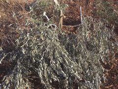 مستعمرون يقتلعون أشجار زيتون في قرية المنيا