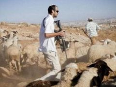 مستعمرون يسرقون أغناما في قرية عصيرًا القبليه