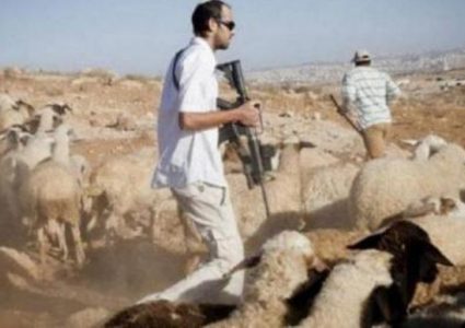 مستعمرون يسرقون أغناما في قرية عصيرًا القبليه