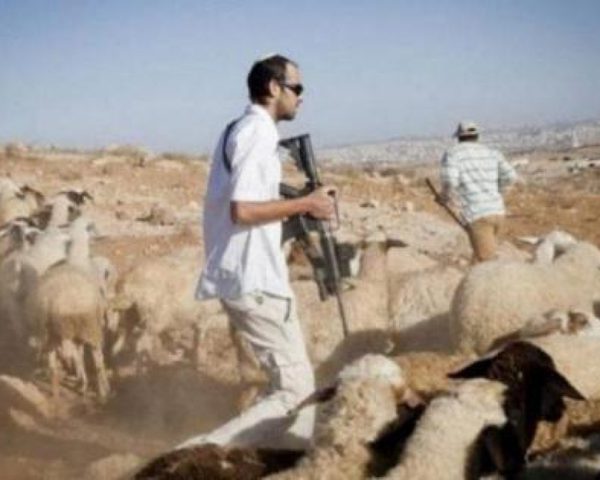 مستعمرون يسرقون أغناما في قرية عصيرًا القبليه