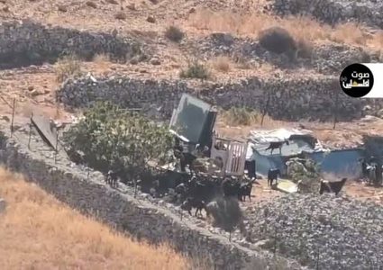 مستوطنون يطلقون مواشيهم في أرض زراعية ببرقا شرق رام الله