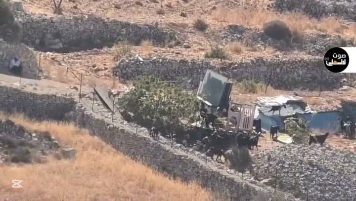 مستوطنون يطلقون مواشيهم في أرض زراعية ببرقا شرق رام الله
