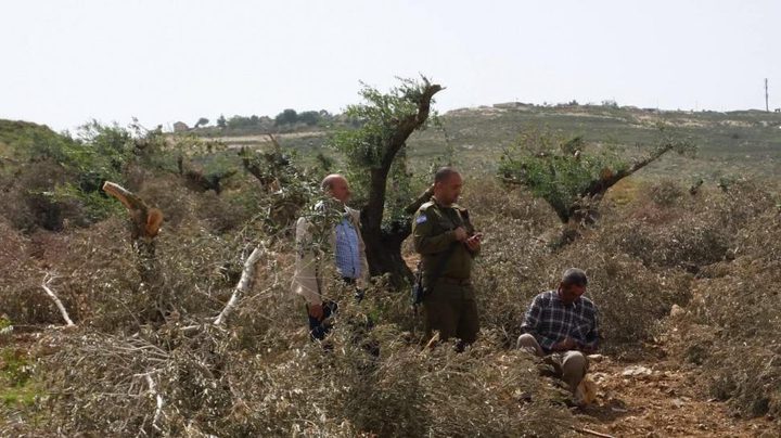مستوطنون يقتلعون أشجار زيتون في منطقة "خلايل اللوز" ببيت لحم