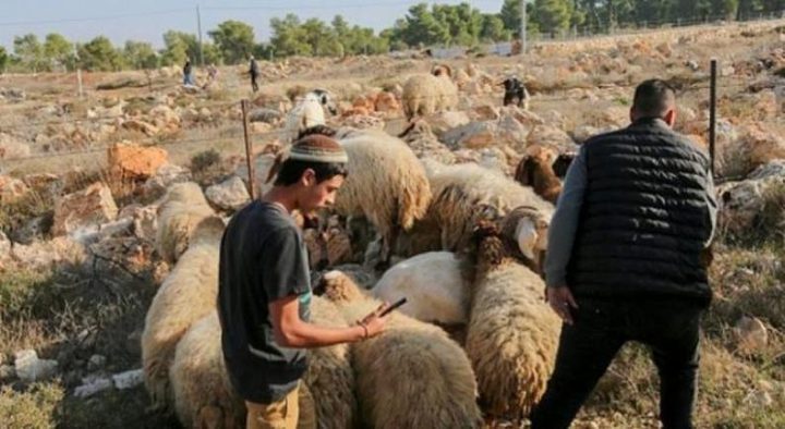 مستوطنون يطلقون مواشيهم في أراضي كفر مالك شرق رام الله