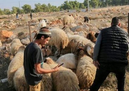 مستوطنون يطلقون مواشيهم في أراضي كفر مالك شرق رام الله