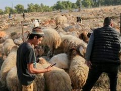 مستوطنون يطلقون مواشيهم في أراضي كفر مالك شرق رام الله