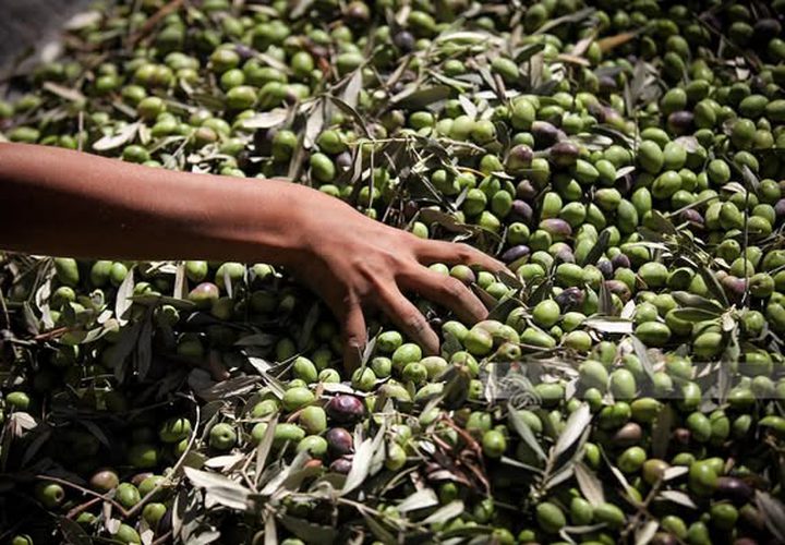 عائلة تقطف الزيتون في غزة للمرة الأولى منذ عامين