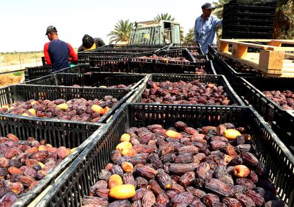 إطلاق موسم قطف التمور في أريحا والأغوار وتوقعات بإنتاج 29 ألف طن
