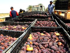 إطلاق موسم قطف التمور في أريحا والأغوار وتوقعات بإنتاج 29 ألف طن