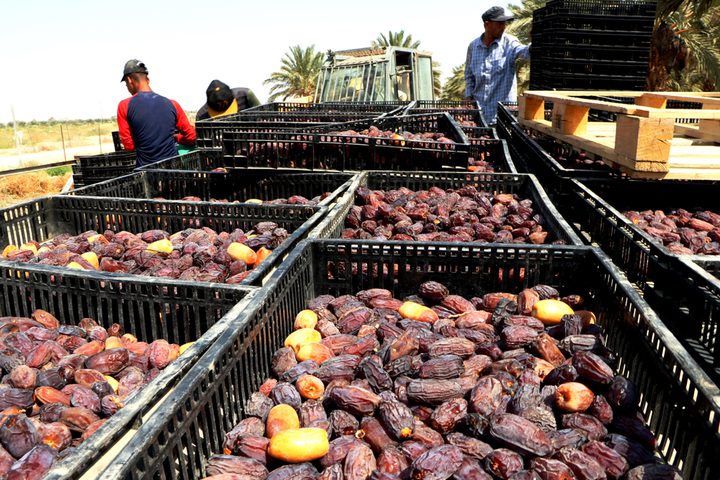 إطلاق موسم قطف التمور في أريحا والأغوار وتوقعات بإنتاج 29 ألف طن