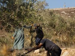 الاحتلال يمنع قطاف الزيتون في سلوان بالقدس