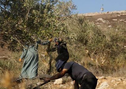 الاحتلال يمنع قطاف الزيتون في سلوان بالقدس