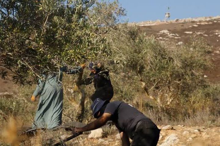 الاحتلال يمنع قطاف الزيتون في سلوان بالقدس