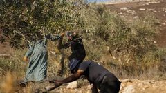 الاحتلال يمنع قطاف الزيتون في سلوان بالقدس
