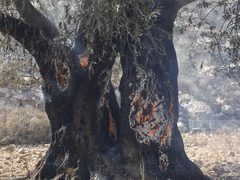 مستوطنون يحرقون نحو 55 شجرة زيتون في بلدة أبو ديس شرق القدس