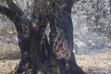 مستوطنون يحرقون نحو 55 شجرة زيتون في بلدة أبو ديس شرق القدس