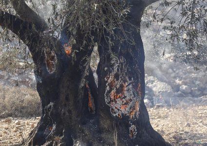 مستوطنون يحرقون نحو 55 شجرة زيتون في بلدة أبو ديس شرق القدس