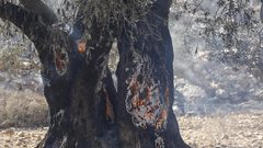 مستوطنون يحرقون نحو 55 شجرة زيتون في بلدة أبو ديس شرق القدس