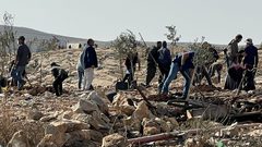 مستوطنون يرعون ماشيتهم في أراضٍ قرب بلدة بيت دقو شمال غرب القدس