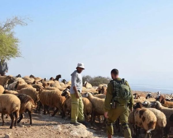 مستعمرون يرعون ماشيتهم بالقرب من منازل المواطنين