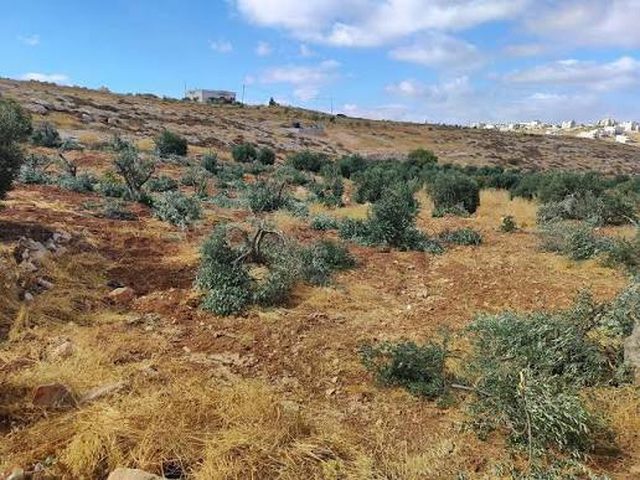 مستوطنون يواصلون تجريف أراضٍ في قرية أم صفا شمال رام الله