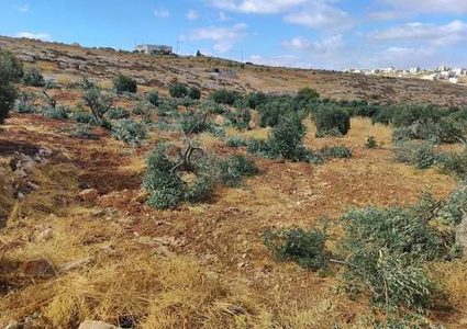 مستوطنون يواصلون تجريف أراضٍ في قرية أم صفا شمال رام الله