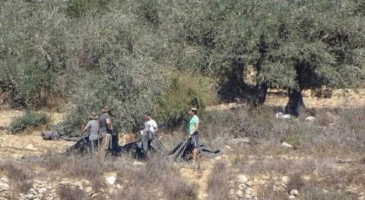 مستوطنون يسرقون ثمار زيتون من أراضي عجة جنوب جنين
