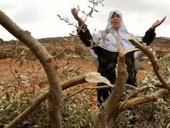 أكثر من 157 مليون دولار خسائر محصول الزيتون منذ 2023