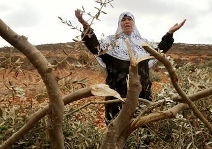 أكثر من 157 مليون دولار خسائر محصول الزيتون منذ 2023