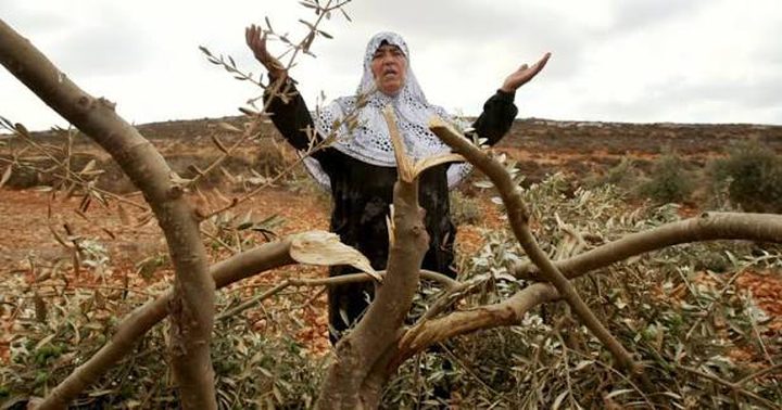 أكثر من 157 مليون دولار خسائر محصول الزيتون منذ 2023