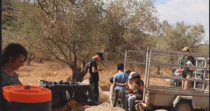 مستوطنون يعتدون على مزارعين ويسرقون ثمار الزيتون في أراضي النزلة شمال طولكرم