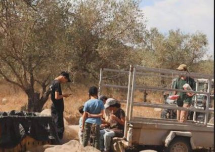 مستوطنون يعتدون على مزارعين ويسرقون ثمار الزيتون في أراضي النزلة شمال طولكرم