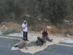 مستوطنون يهاجمون قاطفي الزيتون ويسرقون ثمارها في رام الله ونابلس