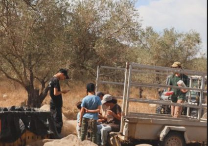 عشرات المستوطنين الارهابيين يقتحمون أراضي رامين شرق طولكرم ويسرقون ثمار الزيتون