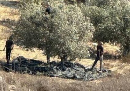 مستوطنون يسرقون ثمار الزيتون من أراضي المنية جنوب شرق بيت لحم
