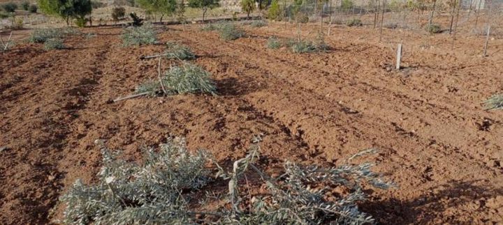 "سلطة الطبيعة" التابعة للاحتلال تشرع باقتلاع أشجار في سلوان