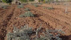 "سلطة الطبيعة" التابعة للاحتلال تشرع باقتلاع أشجار في سلوان