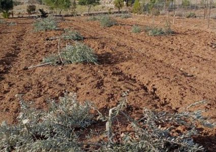 "سلطة الطبيعة" التابعة للاحتلال تشرع باقتلاع أشجار في سلوان