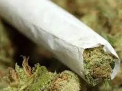 ضبط 66 إصبعاً من الحشيش المخدر في أريحا