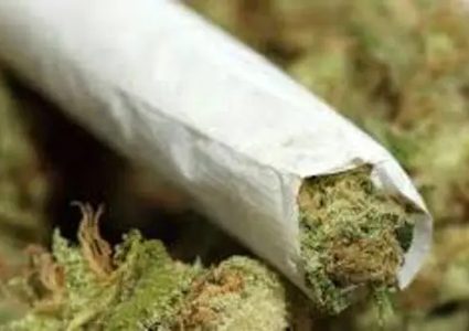 ضبط 66 إصبعاً من الحشيش المخدر في أريحا