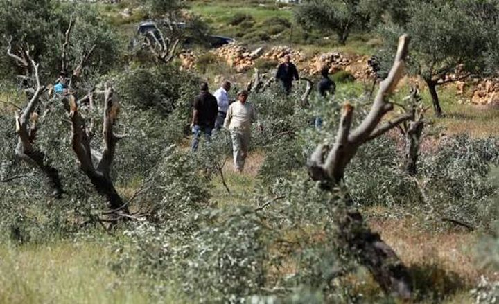 الاحتلال يغلق طرقًا زراعية في دير بلوط ومستوطنون يخربون أشجار زيتون في كفر الديك