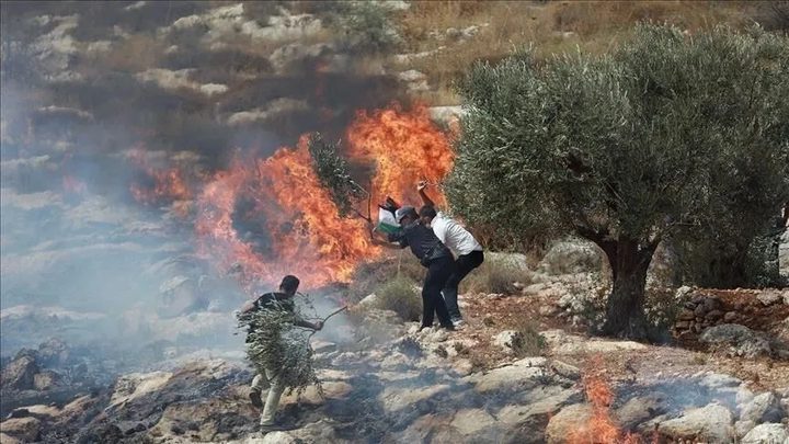 مستعمرون يحرقون أشجار الزيتون في سلفيت