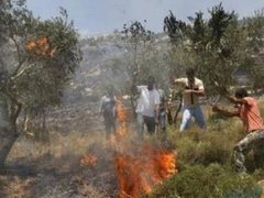 الاحتلال يقتحم سلفيت ومستوطنون يحرقون أشجار زيتون في واد الشاعر