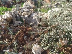 مستوطنون يقطعون أشجار زيتون في قرية المغير شرق جنين