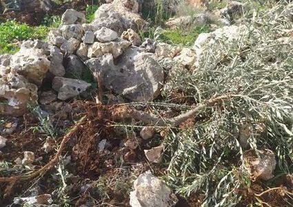 مستوطنون يقطعون أشجار زيتون في قرية المغير شرق جنين