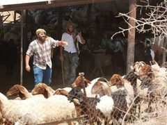 مستوطنون يسرقون أغناما ويمنعون قطف الزيتون غرب رام الله