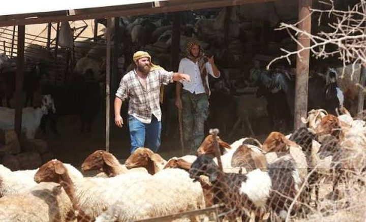مستوطنون يسرقون أغناما ويمنعون قطف الزيتون غرب رام الله