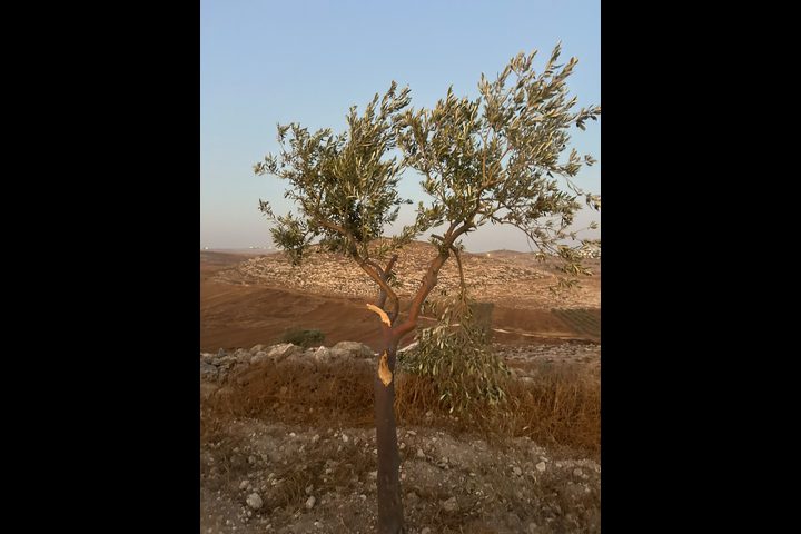 مستوطن يكسر أغصان زيتون في بلدة مخماس شمال القدس