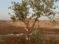مستوطن يكسر أغصان زيتون في بلدة مخماس شمال القدس