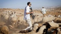 مستوطنون يرعون أغنامهم بين منازل المواطنين في دير جرير شمال شرق رام الله